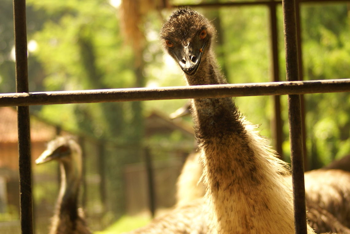 Rhea Americana eye contact Don&#039;t be fooled by the smirk on its face, if it wasn&#039;t for the steel bars, this photo would have never made it here. Birds,Malaysia,Rhea,Rhea Americana,flightless birds