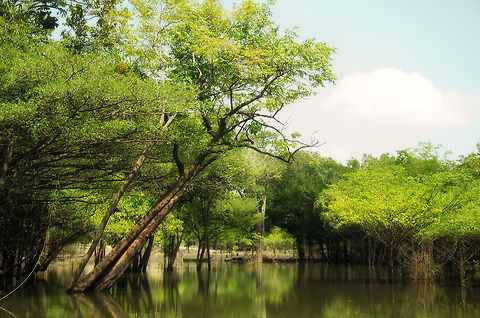 Amazon River by day The Amazon River by day is like a forest on water. Amazon,Brazil,Landscapes