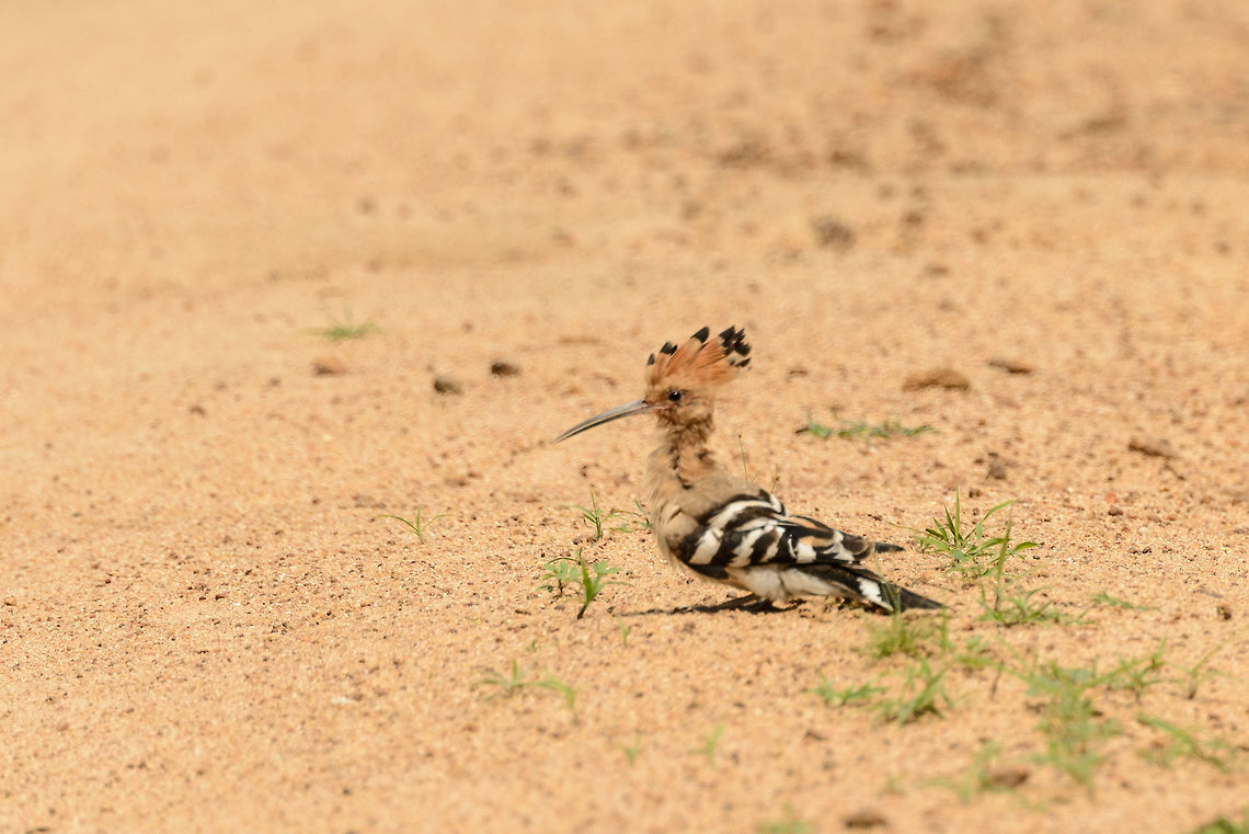 Eurasian Hoopoe on park road, Yala, Sri Lanka This is the only time we've seen them in Sri Lanka. This one is significantly cropped, so the quality is quite poor. Asia,Hoopoe,Sri Lanka,Upupa epops,Yala