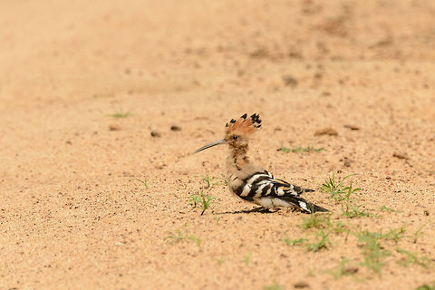 Eurasian Hoopoe on park road, Yala, Sri Lanka This is the only time we've seen them in Sri Lanka. This one is significantly cropped, so the quality is quite poor. Asia,Hoopoe,Sri Lanka,Upupa epops,Yala