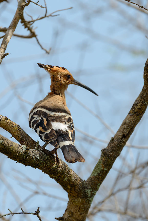 Eurasian Hoopoe in tree, Yala, Sri Lanka  Asia,Hoopoe,Sri Lanka,Upupa epops,Yala