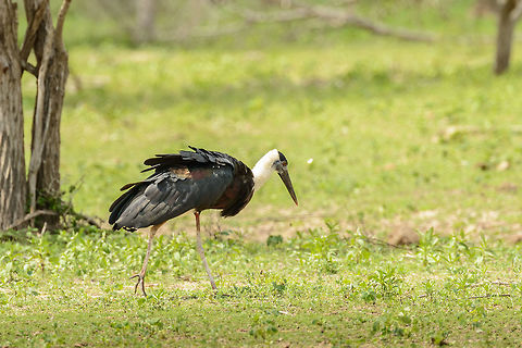 Woolly-necked Stork, Yala, Sri Lanka This is its typical daytime behavior: slowly walking on the ground, heads down, in search for amphibians, small reptiles, and large insects. Asia,Ciconia episcopus,Sri Lanka,Woolly-necked Stork,Yala
