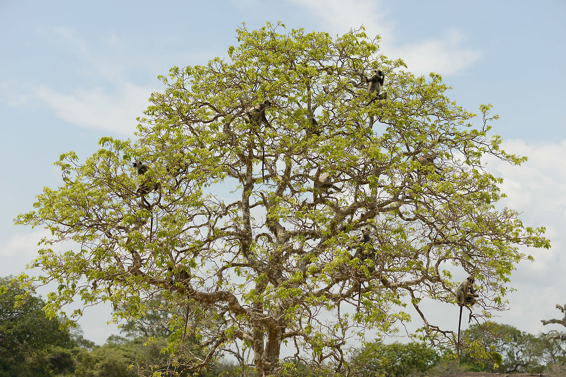 Family Tree A group of Tufted Gray Langurs occupy a large tree in the middle of Yala National Park, Sri Lanka. Asia,Semnopithecus priam,Sri Lanka,Tufted gray langur,Yala