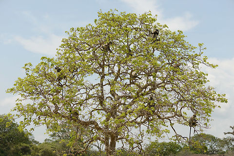 Family Tree A group of Tufted Gray Langurs occupy a large tree in the middle of Yala National Park, Sri Lanka. Asia,Semnopithecus priam,Sri Lanka,Tufted gray langur,Yala