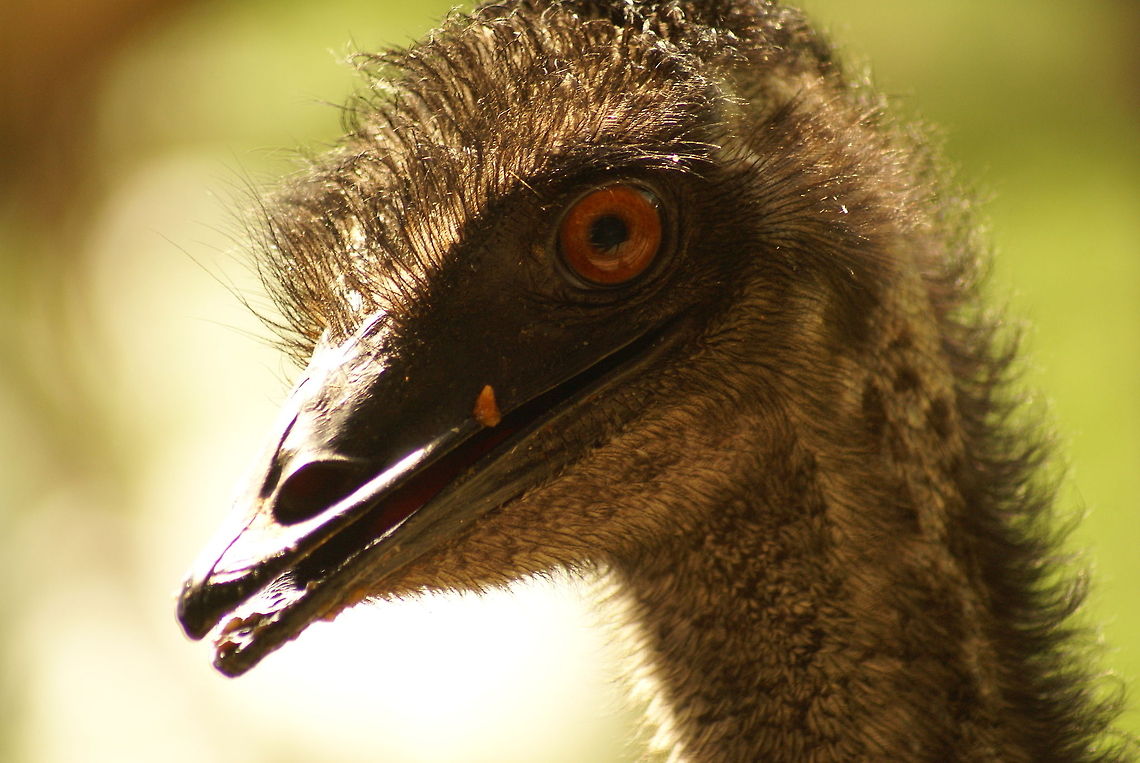 Rhea Americana closeup Native to South America, known to be the heaviest american bird alive. Birds,Closeup,Malaysia,Rhea,Rhea Americana,flightless birds