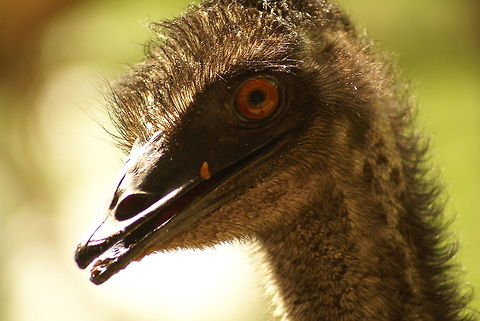Rhea Americana closeup Native to South America, known to be the heaviest american bird alive. Birds,Closeup,Malaysia,Rhea,Rhea Americana,flightless birds