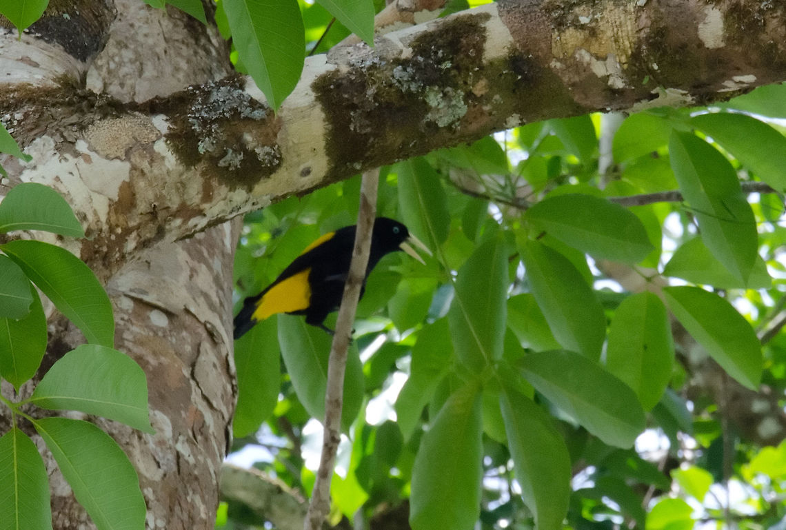 Yellow black bird in the Amazon I am not sure about the name of this bird, yet the guide told us this bird is special in that it produces over a 100 different sounds. Amazon,Birds,Brazil,Cacicus cela,Geotagged,Yellow-rumped Cacique