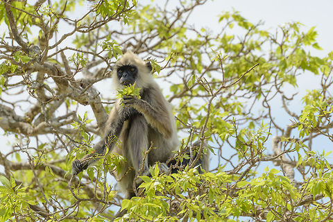 Tufted Gray Langur eating in tree, Yala, Sri Lanka Eating leafs one fist at a time. Asia,Semnopithecus priam,Sri Lanka,Tufted gray langur,Yala