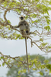 Full body shot of a Tufted Gray Langur in Yala, Sri Lanka In this photo you can see how the length of their tail is almost twice the length of the rest of their body. Asia,Semnopithecus priam,Sri Lanka,Tufted gray langur,Yala