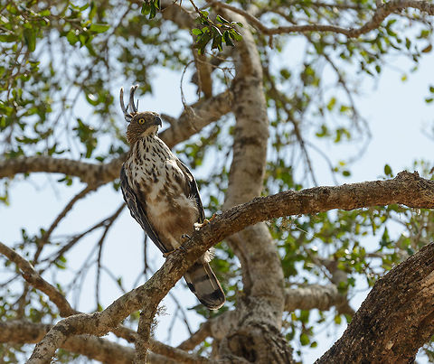 Crest high for Changeable Hawk-Eagle in Yala, Sri Lanka How one little detail in your appearance (its crest) can change on from an intimidating bird of prey into a silly creature. Asia,Changeable Hawk-Eagle,Nisaetus cirrhatus,Sri Lanka,Yala