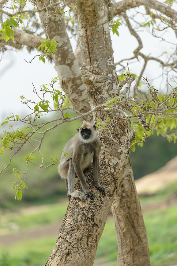 Pre jump of a Gray Tufted Langur in Yala NP, Sri Lanka  Asia,Semnopithecus priam,Sri Lanka,Tufted gray langur,Yala
