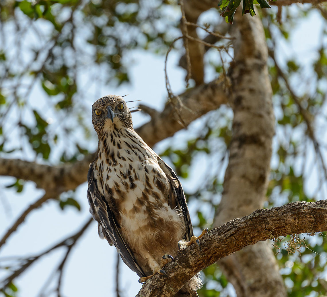 Death stare of a Changeable Hawk-eagle, Yala, NP A frightening and intimidating look of a changeable hawk-eagle directly above our jeep. On the photo, you can see that its nictitating membrane (transparant eye lids that protect and moisten its eyes) were half-way in its "blinking" movement. Asia,Changeable Hawk-Eagle,Nisaetus cirrhatus,Sri Lanka,Yala