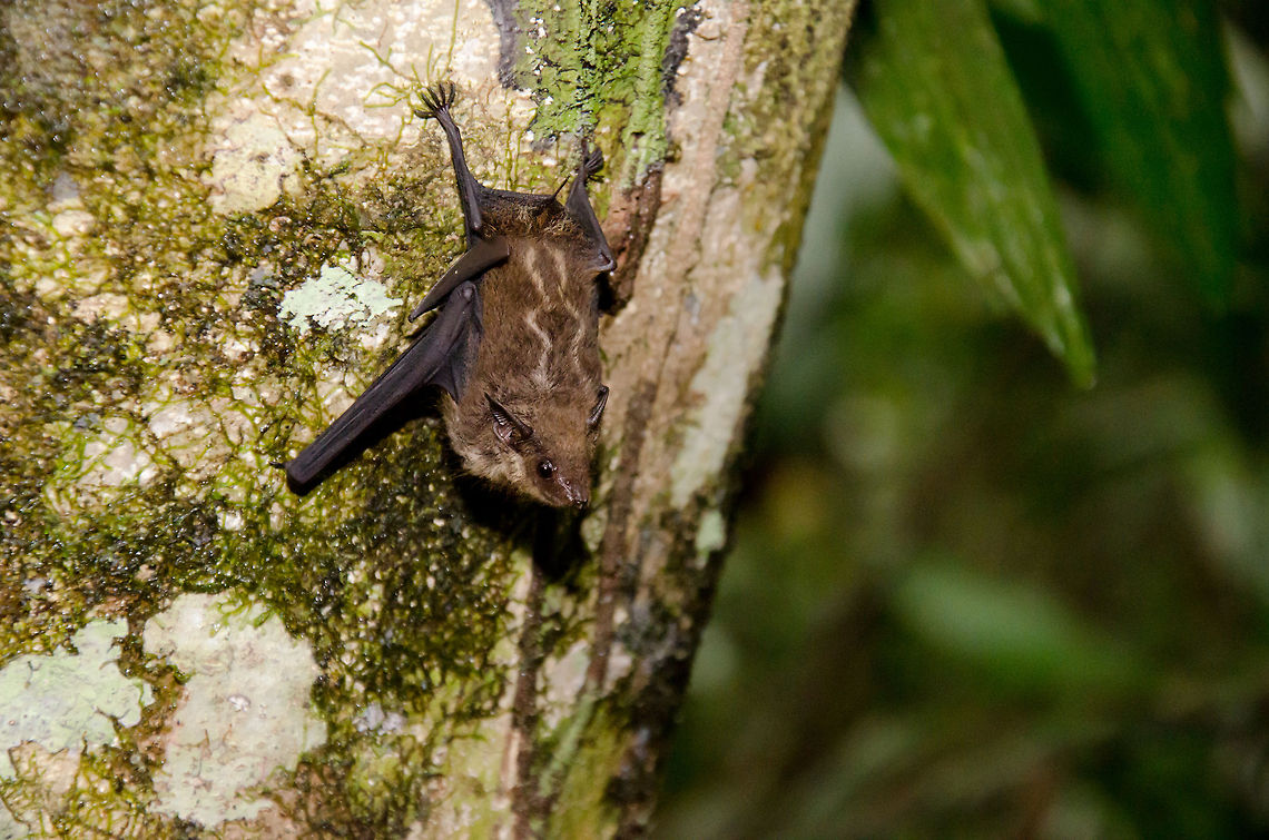Fruit bat deep in the Amazon Jungle We spotted this fruitbat during our first ever Amazon jungle walk. This walk was much different from the hikes we did in Costa Rica and Malaysia. In this case, there were no paths, we had to create one ourselves. The jungle was mysteriously silent and dark during daytime, so I had to use flash. Amazon,Bats,Brazil,Fruit Bat,Greater sac-winged bat,Saccopteryx bilineata