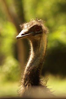 Rhea Americana portrait The Rhea American is a large flightless bird that is native to South America. Birds,Malaysia,Rhea,Rhea Americana,flightless birds