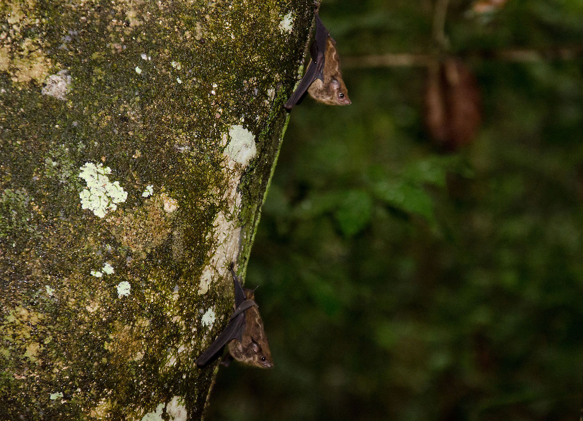 Two fruitbats in the Amazon Jungle Two small Fruit Bats charging their batteries during daytime for some hardcode hunting after dusk. Amazon,Bats,Brazil,Fruit Bat,Greater sac-winged bat,Saccopteryx bilineata,jungle