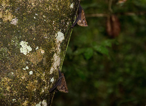Two fruitbats in the Amazon Jungle Two small Fruit Bats charging their batteries during daytime for some hardcode hunting after dusk. Amazon,Bats,Brazil,Fruit Bat,Greater sac-winged bat,Saccopteryx bilineata,jungle