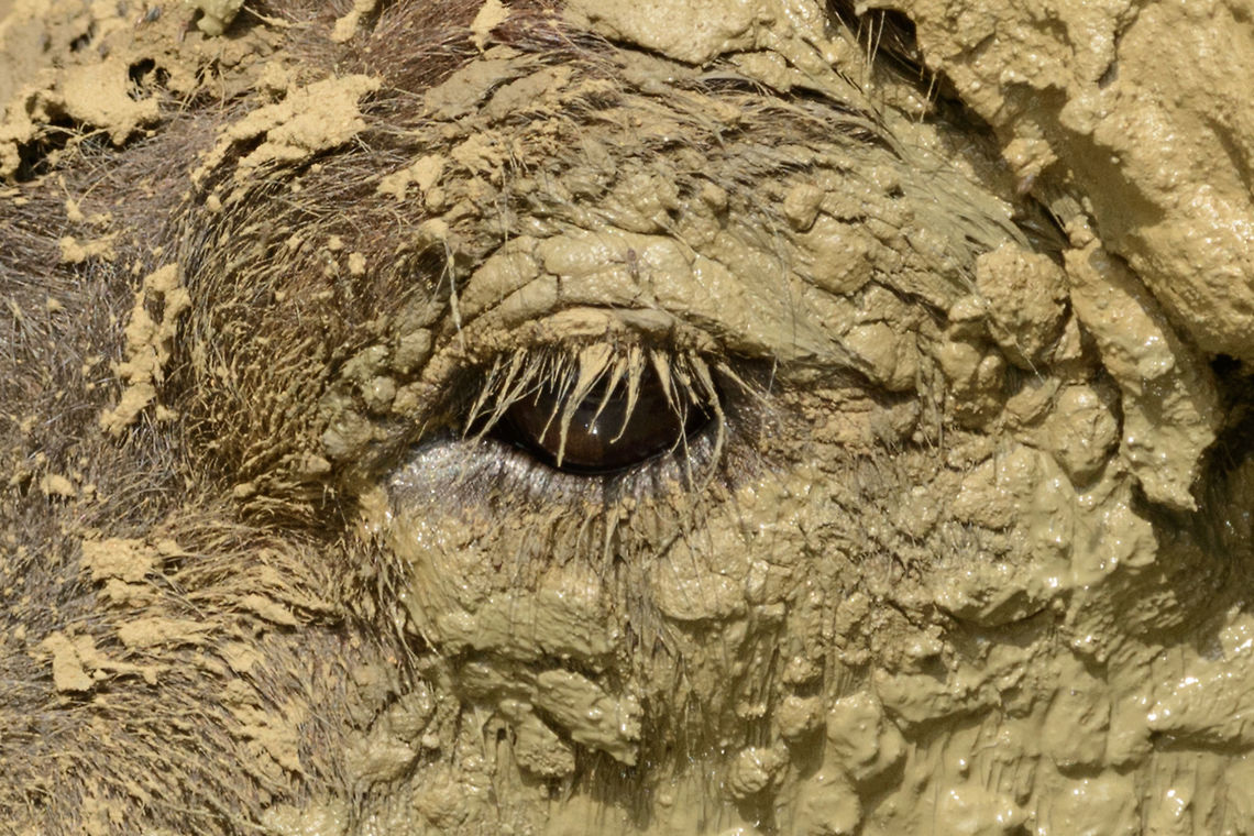 Extreme closeup of a Water Buffalo, Sri Lanka This water buffalo was mud-covered head to toe in Yala National Park, Sri Lanka. Asia,Bubalus bubalis,Sri Lanka,Water buffalo,Yala