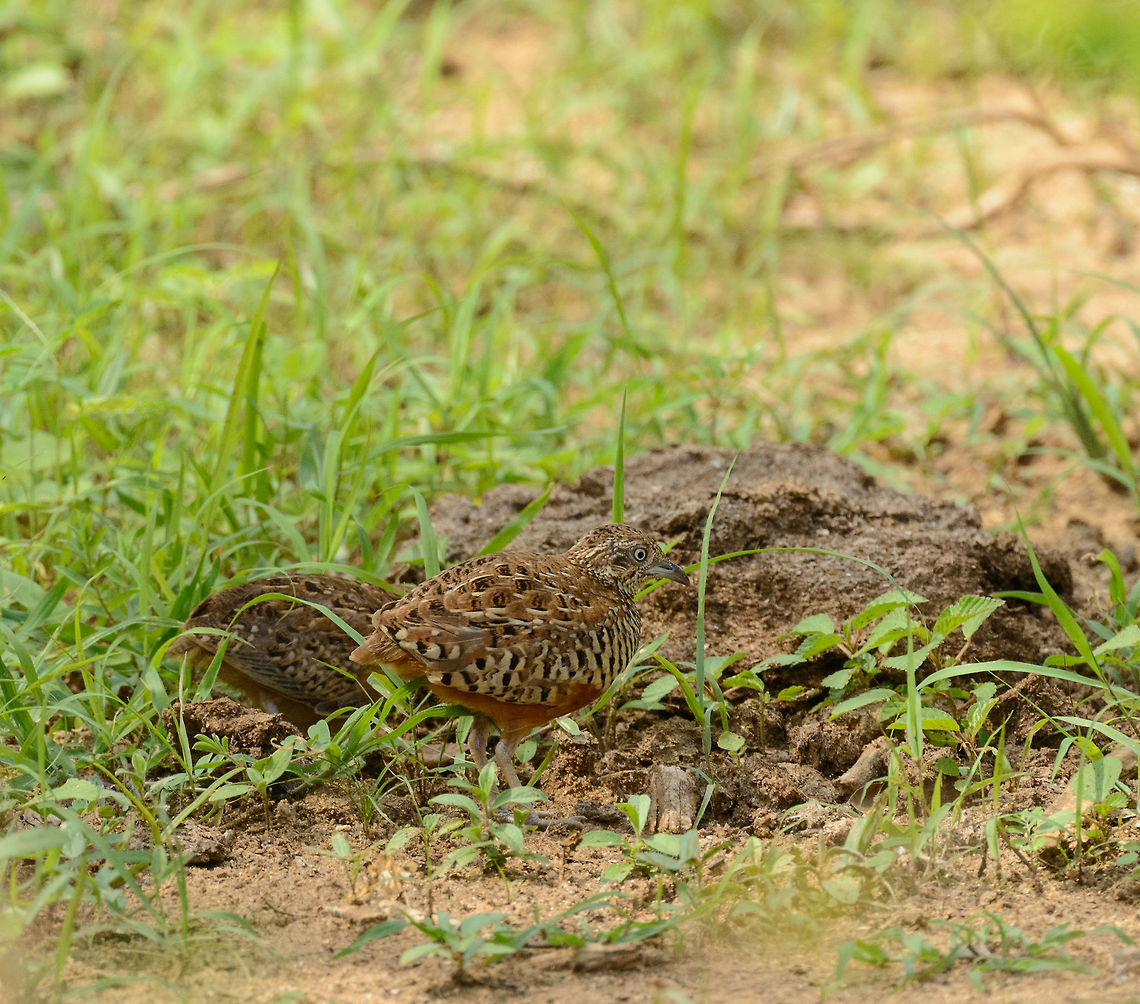 Barred buttonquails in Yala, Sri Lanka Impossible to photograph as every 0.5 second they move by taking a step or picking the ground. What&#039;s interesting about this bird is that gender behavior seems switched from most other birds. Females compete for a male, not the other way around. In addition, males incubate the eggs, not the females. Meanwhile, the female goes out to acquire more husbands. Asia,Barred buttonquail,Sri Lanka,Turnix suscitator,Yala