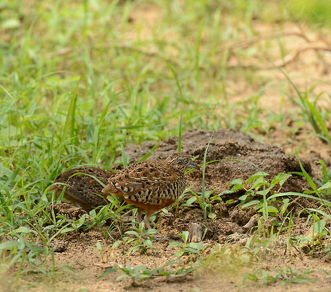 Barred buttonquails in Yala, Sri Lanka Impossible to photograph as every 0.5 second they move by taking a step or picking the ground. What's interesting about this bird is that gender behavior seems switched from most other birds. Females compete for a male, not the other way around. In addition, males incubate the eggs, not the females. Meanwhile, the female goes out to acquire more husbands. Asia,Barred buttonquail,Sri Lanka,Turnix suscitator,Yala