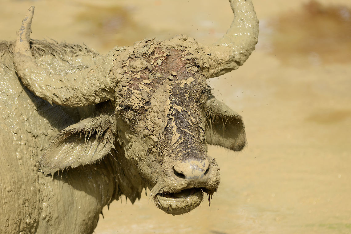 Water Buffalo taking a mud bath, Yala National Park, Sri Lanka Not sure if winking at me or if it has something in its eye. Asia,Bubalus bubalis,Sri Lanka,Water buffalo,Yala
