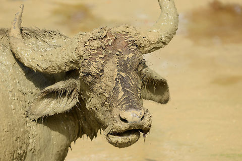 Water Buffalo taking a mud bath, Yala National Park, Sri Lanka Not sure if winking at me or if it has something in its eye. Asia,Bubalus bubalis,Sri Lanka,Water buffalo,Yala