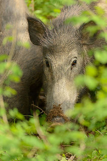 Indian Boar eye contact An Indian Boar in Yala, Sri Lanka looks us from its daytime activity of digging up roots and other foods from the ground. This is a youngster, part of a group of 8 in total. Asia,Indian boar,Sri Lanka,Sus scrofa cristatus,Yala