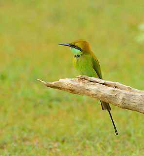 Little Green Bee-eater on branch, Yala NP, Sri Lanka Situated on a low-hanging branch, as always. Asia,Green bee-eater,Merops orientalis,Sri Lanka,Yala