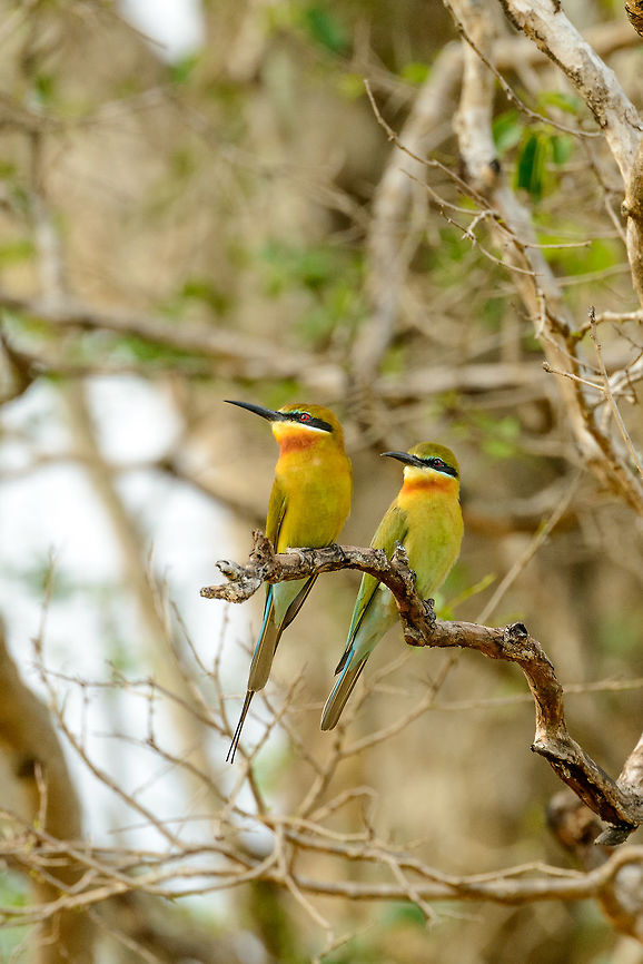 Pair of Blue-tailed Bee-eaters, Yala, Sri Lanka About 2 seconds before one of them flies out for a butterfly catch:<br />
<figure class="photo"><a href="https://www.jungledragon.com/image/29987/blue-tailed_bee-eater_with_a_butterfly_catch.html" title="Blue-tailed Bee-eater with a butterfly catch"><img src="https://s3.amazonaws.com/media.jungledragon.com/images/2/29987_thumb.jpg?AWSAccessKeyId=05GMT0V3GWVNE7GGM1R2&Expires=1763596810&Signature=I%2BM4h94V4IlKIgnQHgLssX5guD8%3D" width="126" height="152" alt="Blue-tailed Bee-eater with a butterfly catch Captured in Yala, Sri Lanka. Asia,Blue-tailed Bee-eater,Merops philippinus,Sri Lanka,Yala" /></a></figure><br />
They are very successful hunters. They make very brief flights, and almost never return empty-handed. Asia,Blue-tailed Bee-eater,Merops philippinus,Sri Lanka,Yala