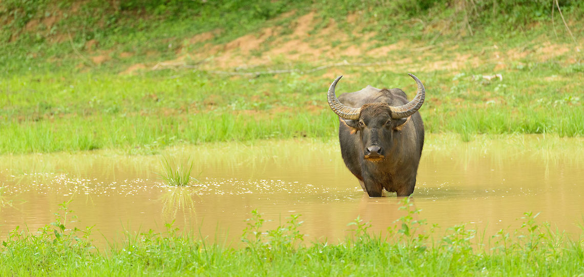 Water Buffalo (wide angle), Yala, Sri Lanka Habitat shot:<br />
<figure class="photo"><a href="https://www.jungledragon.com/image/29986/water_buffalo_in_habitat_yala_sri_lanka.html" title="Water Buffalo in habitat, Yala, Sri Lanka"><img src="https://s3.amazonaws.com/media.jungledragon.com/images/2/29986_thumb.jpg?AWSAccessKeyId=05GMT0V3GWVNE7GGM1R2&Expires=1759968010&Signature=%2FlfIx1RsvD4%2B0lKVn0HT334KC1A%3D" width="200" height="98" alt="Water Buffalo in habitat, Yala, Sri Lanka A typical habitat shot of a water buffalo in Yala NP, Sri Lanka. To be found in almost every pond, unless there is a croc in it. Asia,Bubalus bubalis,Sri Lanka,Water buffalo,Yala" /></a></figure> Asia,Bubalus bubalis,Sri Lanka,Water buffalo,Yala
