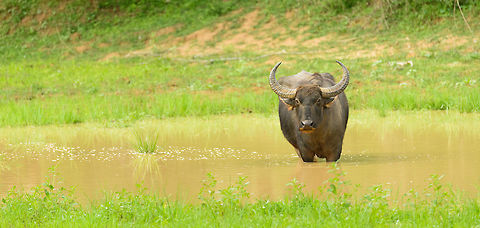 Water Buffalo (wide angle), Yala, Sri Lanka Habitat shot:
http://www.jungledragon.com/image/29986/water_buffalo_in_habitat_yala_sri_lanka.html Asia,Bubalus bubalis,Sri Lanka,Water buffalo,Yala