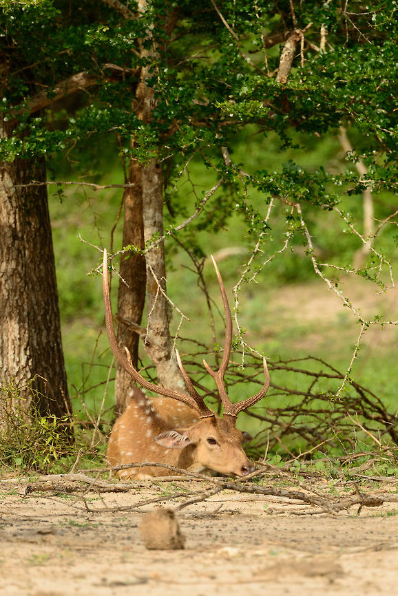Sri Lankan Axis Deer with large antlers, Yala, Sri Lanka I can't really explain the large antlers on this one, as this deer appears to me as quite small and young. Asia,Axis axis ceylonensis,Sri Lanka,Sri Lankan axis deer,Yala