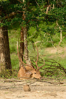 Sri Lankan Axis Deer with large antlers, Yala, Sri Lanka I can't really explain the large antlers on this one, as this deer appears to me as quite small and young. Asia,Axis axis ceylonensis,Sri Lanka,Sri Lankan axis deer,Yala