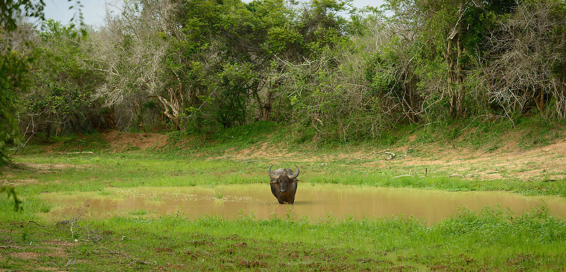 Water Buffalo in habitat, Yala, Sri Lanka A typical habitat shot of a water buffalo in Yala NP, Sri Lanka. To be found in almost every pond, unless there is a croc in it. Asia,Bubalus bubalis,Sri Lanka,Water buffalo,Yala