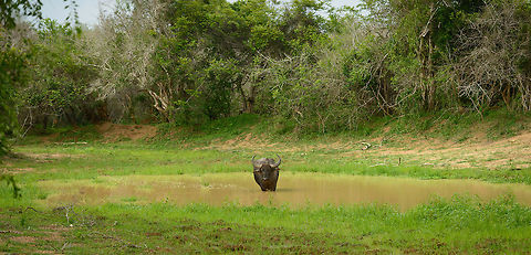 Water Buffalo in habitat, Yala, Sri Lanka A typical habitat shot of a water buffalo in Yala NP, Sri Lanka. To be found in almost every pond, unless there is a croc in it. Asia,Bubalus bubalis,Sri Lanka,Water buffalo,Yala