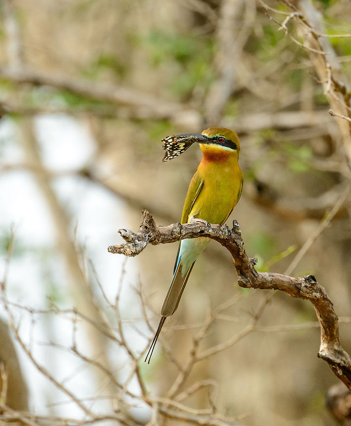 Blue-tailed Bee-eater with a butterfly catch Captured in Yala, Sri Lanka. Asia,Blue-tailed Bee-eater,Merops philippinus,Sri Lanka,Yala