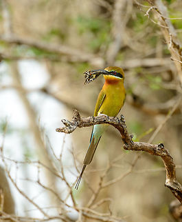 Blue-tailed Bee-eater with a butterfly catch Captured in Yala, Sri Lanka. Asia,Blue-tailed Bee-eater,Merops philippinus,Sri Lanka,Yala
