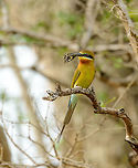 Blue-tailed Bee-eater with a butterfly catch Captured in Yala, Sri Lanka. Asia,Blue-tailed Bee-eater,Merops philippinus,Sri Lanka,Yala