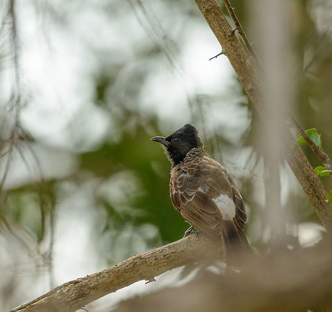 Red-vented Bulbul in Yala NP, Sri Lanka Sadly, with the typical red patch not visible in this photo. Asia,Pycnonotus cafer,Red-vented Bulbul,Sri Lanka,Yala