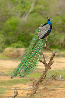 Peafowl finding an audience, Yala, Sri Lanka At the peak of the breeding season, this male peafowl does not go into hiding, it finds the best open place in Yala to compete for females. Asia,Indian peafowl,Pavo cristatus,Sri Lanka,Yala