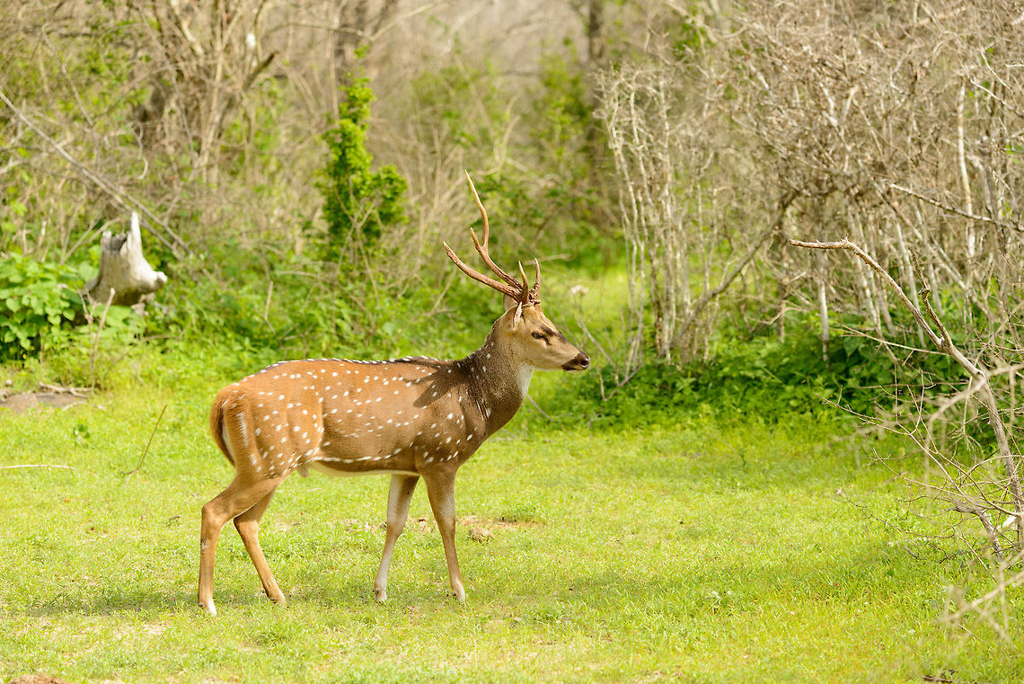 Sri Lankan Axis Deer, thug edition Unlike most axis deer, this one did not flee. It ignored us and took slow and confident steps. He appeared as a deer that just kicked somebody's ass. It probably did, as one of its antlers is broken. Asia,Axis axis ceylonensis,Sri Lanka,Sri Lankan axis deer,Yala