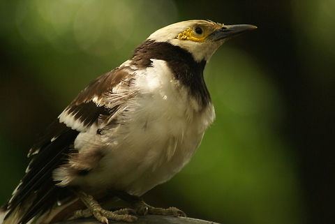 Bird [unidentified] I still haven't managed to identify this bird, it is mid sized, has white chest feathers with black back feathers and a remarkable circle of yellow bumbs surrounding its eyes. Birds,Black-collared starling,Gracupica nigricollis,Malaysia