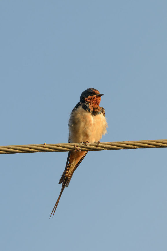 Closeup of Barn Swallow, Bundula Taken during the early morning on the path towards the Bundal park entrance, Sri Lanka. Asia,Barn swallow,Bundula,Hirundo rustica,Sri Lanka