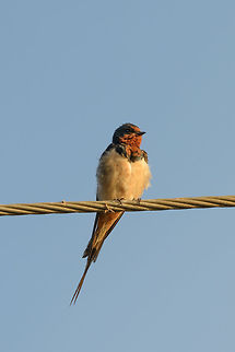 Closeup of Barn Swallow, Bundula Taken during the early morning on the path towards the Bundal park entrance, Sri Lanka. Asia,Barn swallow,Bundula,Hirundo rustica,Sri Lanka