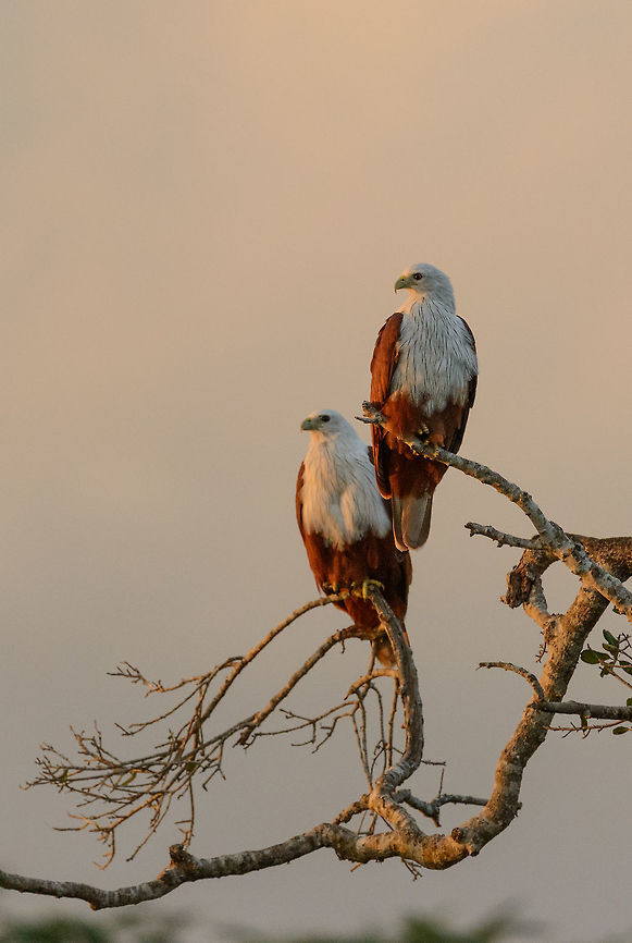 Pair of Brahminy Kites at dawn, Bundula, Sri Lanka Taken during the early morning on the path towards the Bundula park entrance. Asia,Brahminy Kite,Bundula,Haliastur indus,Sri Lanka