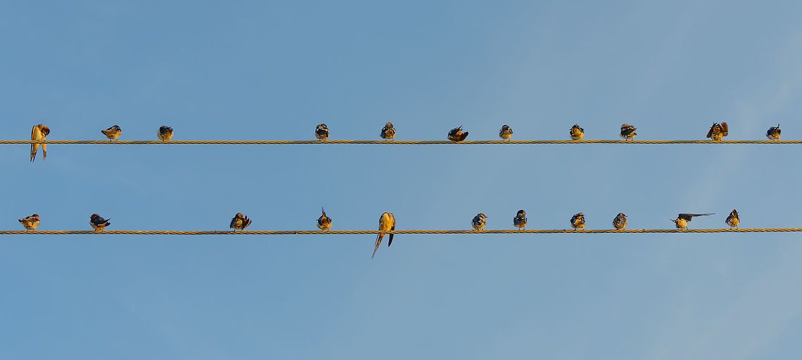 22 Barn Swallows, Bundula, Sri Lanka 22 Barn swallows found on an electriticity line just outside the Bundula park. Note how absolutely none of them making any effort to pose correctly for me :) Asia,Bundula,Hirundo rustica,Sri Lanka,barn swallow
