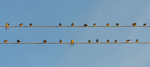 22 Barn Swallows, Bundula, Sri Lanka 22 Barn swallows found on an electriticity line just outside the Bundula park. Note how absolutely none of them making any effort to pose correctly for me :) Asia,Bundula,Hirundo rustica,Sri Lanka,barn swallow