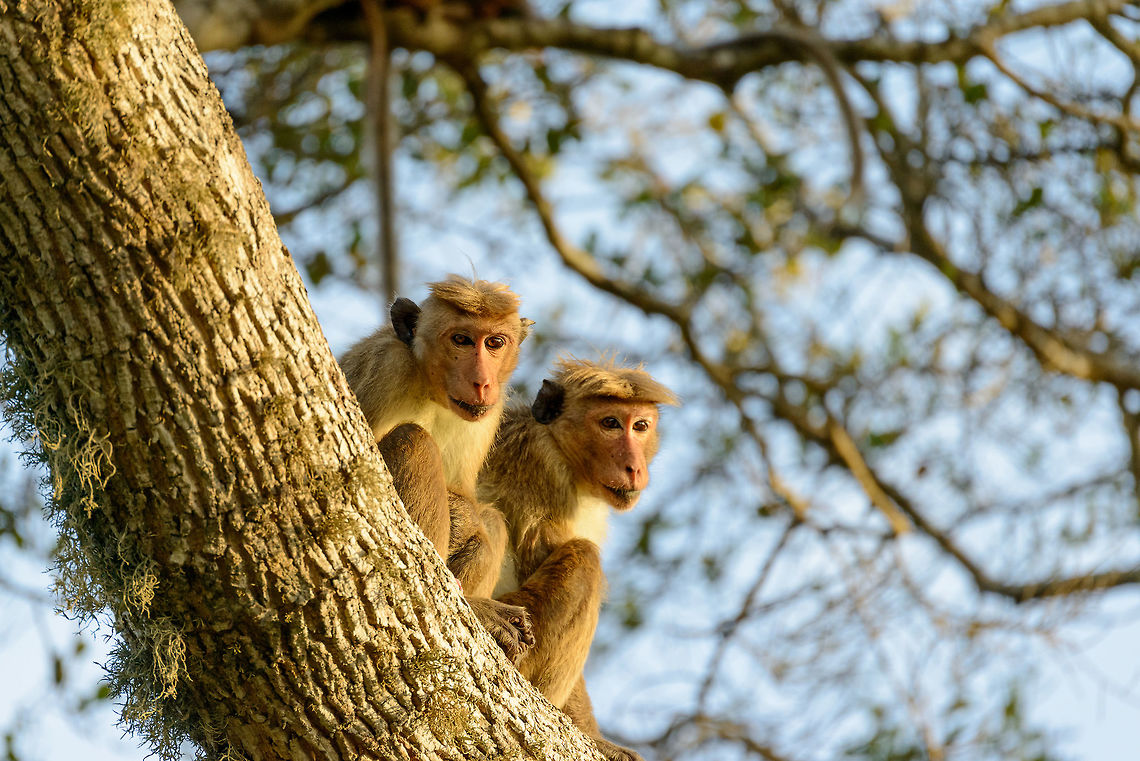 Pair of Toque Macaques near Bundula, Sri Lanka Part of a larger group that were enjoying the day&#039;s first strokes of sunlight. Taken just outside Bundula park, Sri Lanka. Asia,Bundula,Macaca sinica,Sri Lanka,Toque macaque