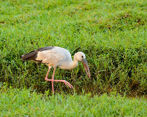 Asian Openbill near Bundula, Sri Lanka This Openbill is up early to find amphibians, just outside the Bundula park. Anastomus oscitans,Asia,Asian Openbill,Bundula,Sri Lanka