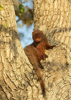 Ruddy Mongoose, Bundula, Sri Lanka Taken during the early morning. This is the first time I've seen a mongoose in a tree. I figure it has spent the night there. Asia,Bundula,Herpestes smithii,Ruddy Mongoose,Sri Lanka