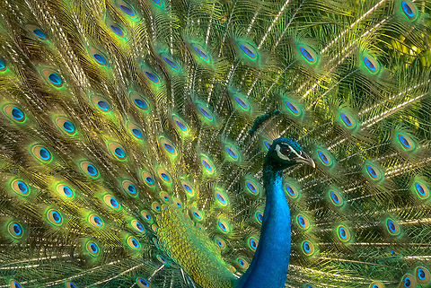 Closeup of in Indian Peafowl displaying in Bundula, Sri Lanka  Asia,Bundula,Indian peafowl,Pavo cristatus,Sri Lanka